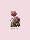 Violence Beside, Jade Lascelles